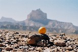 g004