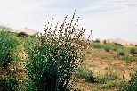 g020
