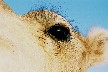 c008