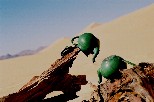 g002