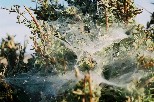 c019