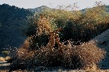 f015