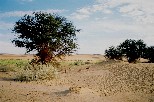 c003