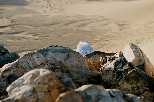 e007